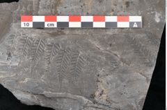 Foto (Detailansicht) von Senftenbergia crenata Lindl. et H. (NHMW-GEO-2024-0188-10940)